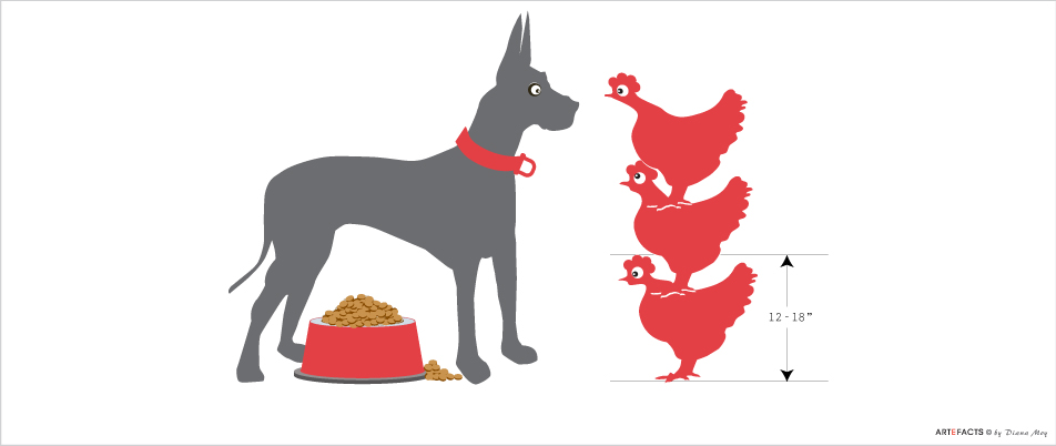 Great Dane & Chicken